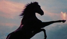 Black Stallion Review